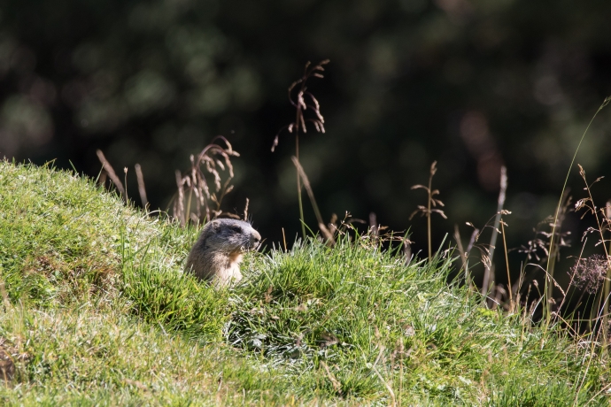 Die Fauna des Münstertals