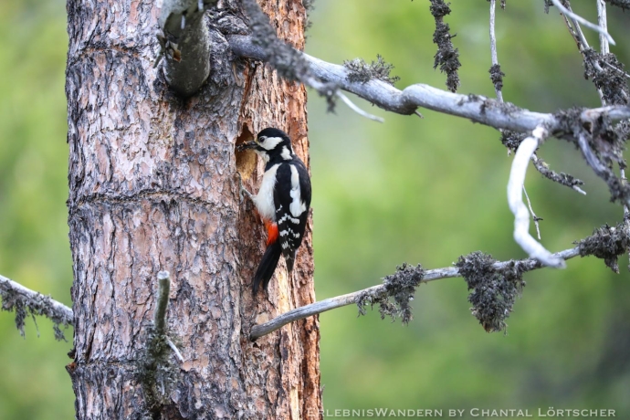 Wandern mit Chantal Lörtscher im Val Müstair Wandern mit Chantal Lörtscher im Val Müstair