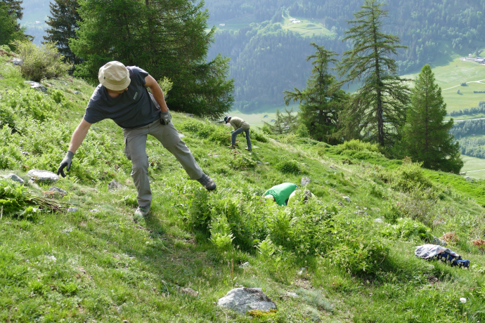 Freiwillige des Bergwaldprojektes bei der Adlerfarnbekämpfung