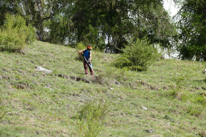 Zivildienstleistender beim Zurückschneiden von Büschen