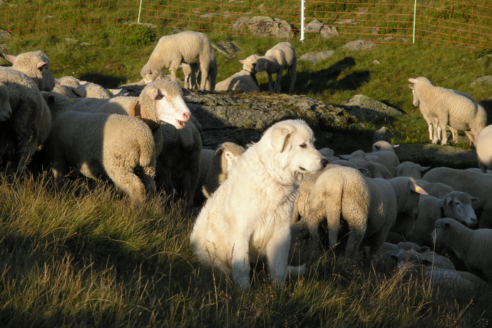 Herdenschutz_Symbolbild_2