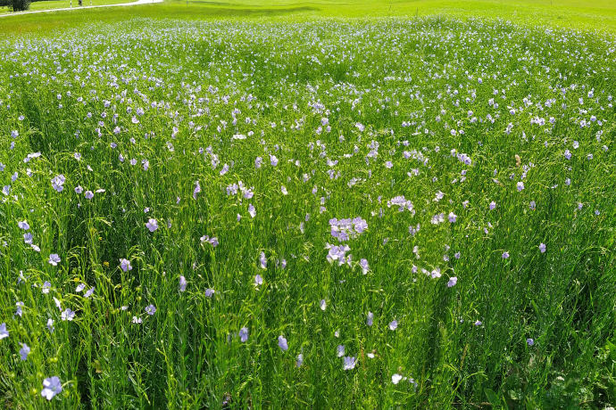 Flachs 27.7.2024