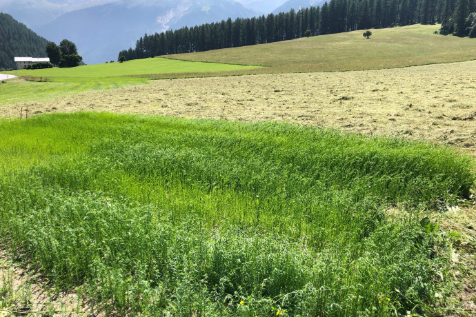 Flachs 9.7.2024