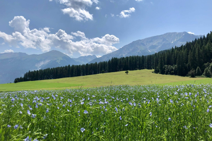 Flachsanbau Standort