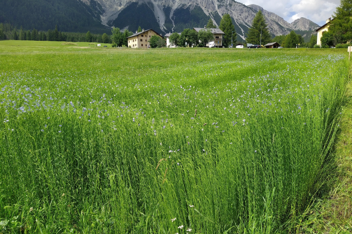 Flachs 26.7.2024