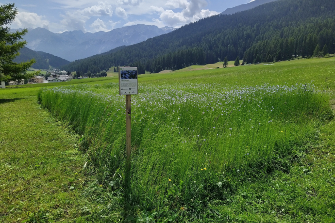 Flachs 26.7.2024