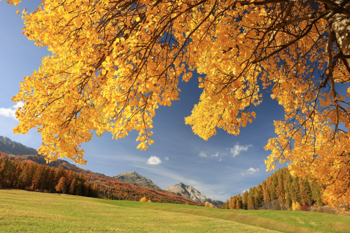 herbst