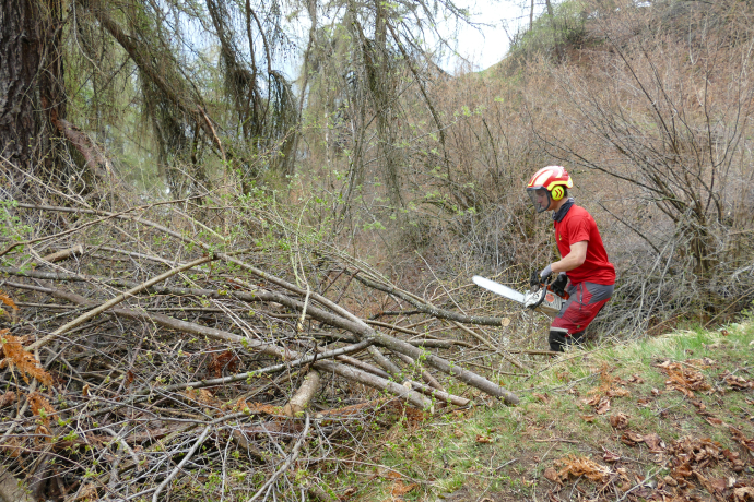 Entbuschung von Haselsträuchern