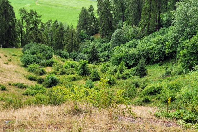 Plaun da Vades vor dem Pflegeeinsatz