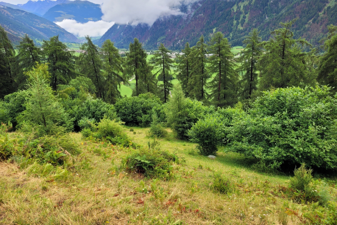 Plaun da Vades vor der Entbuschung