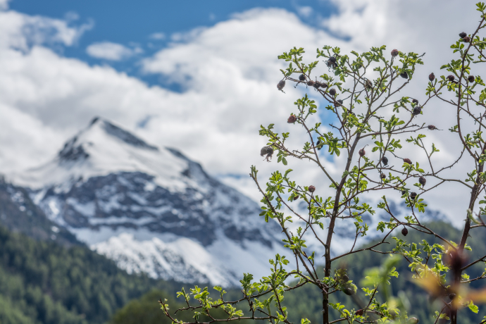 Heckenlandschaft Val Müstair