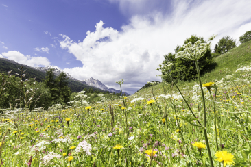 Fettwiesen bei Fuldera