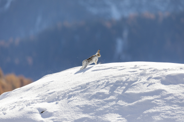 Alpenschneehase