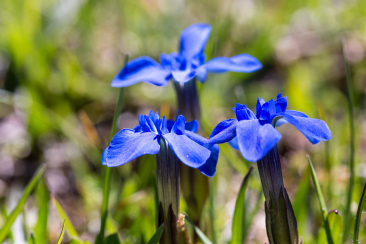 Enziane auf der Alp Champatsch