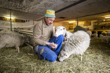 Augustin Oswald mit seinen Schafen.