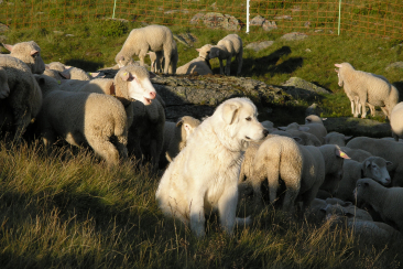 Herdenschutz_Symbolbild_2