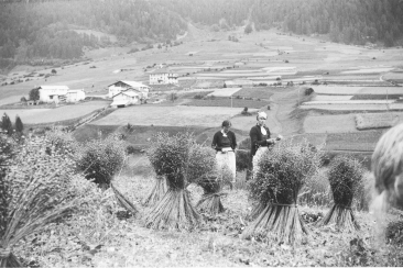 Flachsanbau Val Müstair
