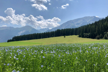 Flachsanbau Standort