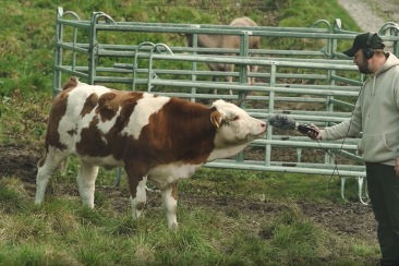 Sommerkampagne_Kühe_Samnaun