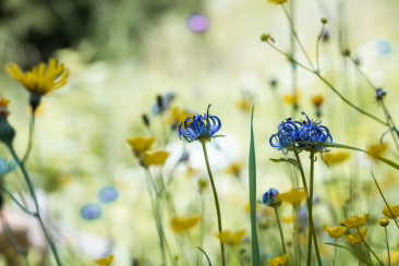 Biodiversità