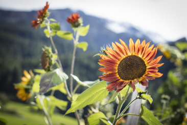 Sonnenblume
