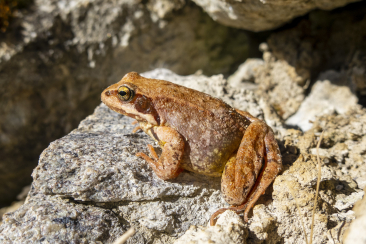 Tümpel für Frosch & Co.